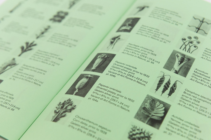 Karl Blossfeldt's, Francis Bruguière’s and Thomas Ruff’s mutual interest in the variant as a creative principle and the idea that each of these bodies of work presents a variant of the other is shown in the exhibition and also through the publication of No two alike.