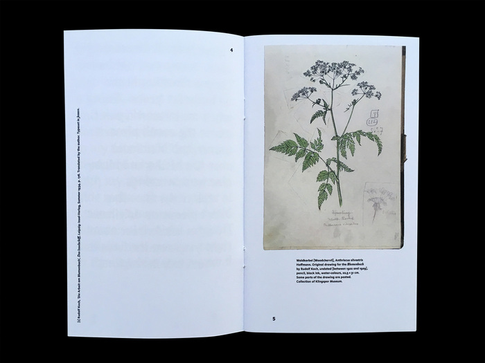 Waldkerbel [woodchervil], Rudolf Koch’s original drawing, undated.