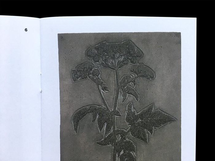 Waldkerbel [woodchervil], woodblock by Fritz Kredel.