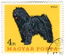 Hungary Postage Stamps: Dogs (ca. 1967)