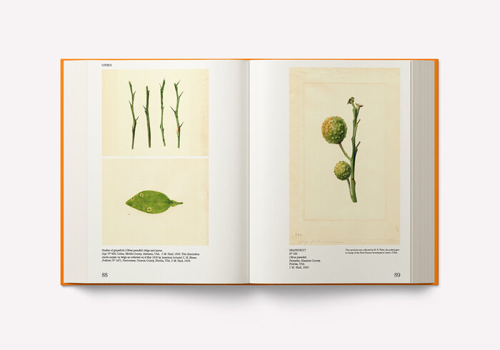 An Illustrated Catalog of American Fruits &amp; Nuts 3