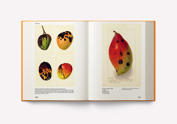 An Illustrated Catalog of American Fruits &amp; Nuts 4