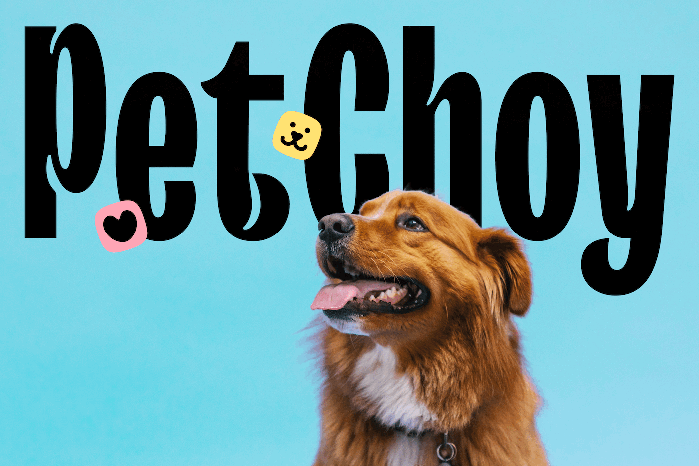 PetChoy rebranding