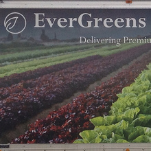 EverGreens Fine Fruit and Vegetables Inc.