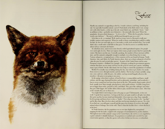 The Fox