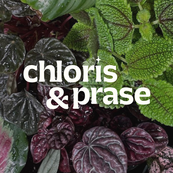 Chloris &amp; Prase branding 5