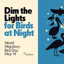 Audubon World Migratory Bird Day 2022