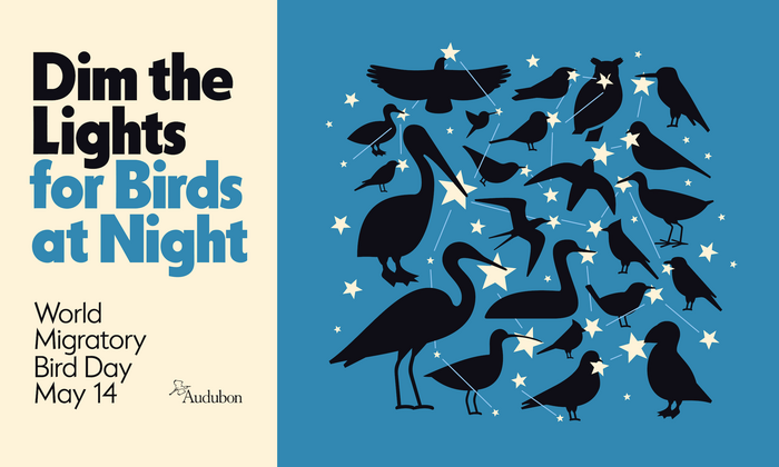 Audubon World Migratory Bird Day 2