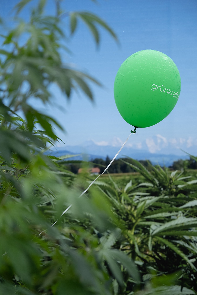 Grünkraft CBD oil 5