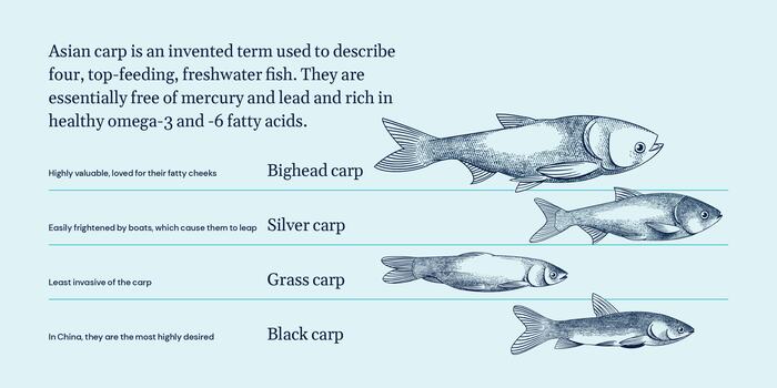 Copi fish rebranding 7
