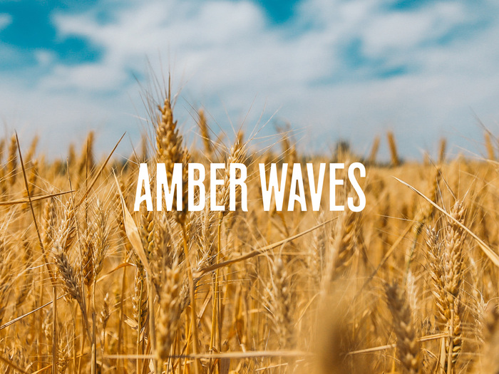 Amber Waves 1