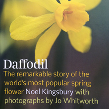 <cite>Daffodil</cite> by Noel Kingsbury