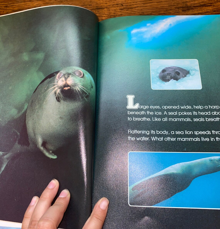 The Wonderful World of Seals and Whales by   Sandra Lee Crow 3