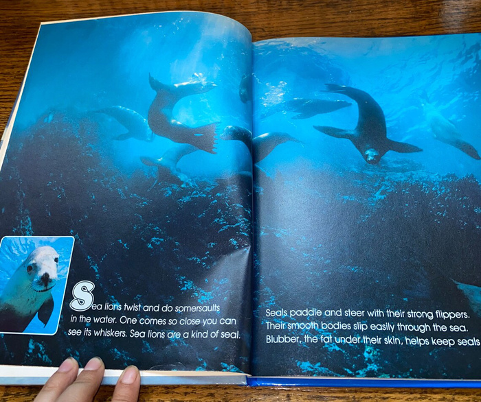 The Wonderful World of Seals and Whales by   Sandra Lee Crow 2