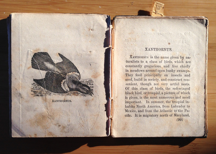 The source material: a battered copy of An Alphabet of Birds, 1854, 5×6 inches