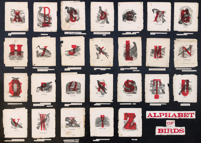 The full Alphabet of Birds
