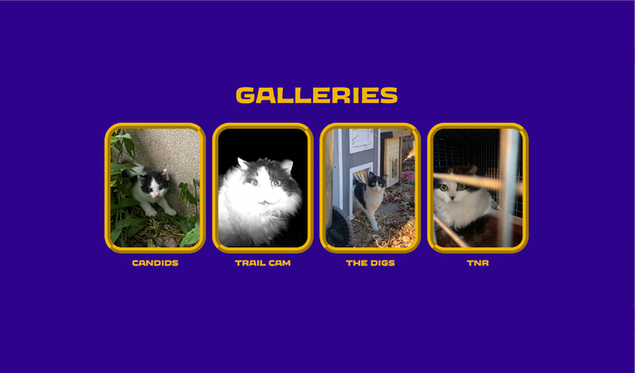 Street Cat Club website 4