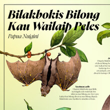 Bats of Papua New Guinea posters