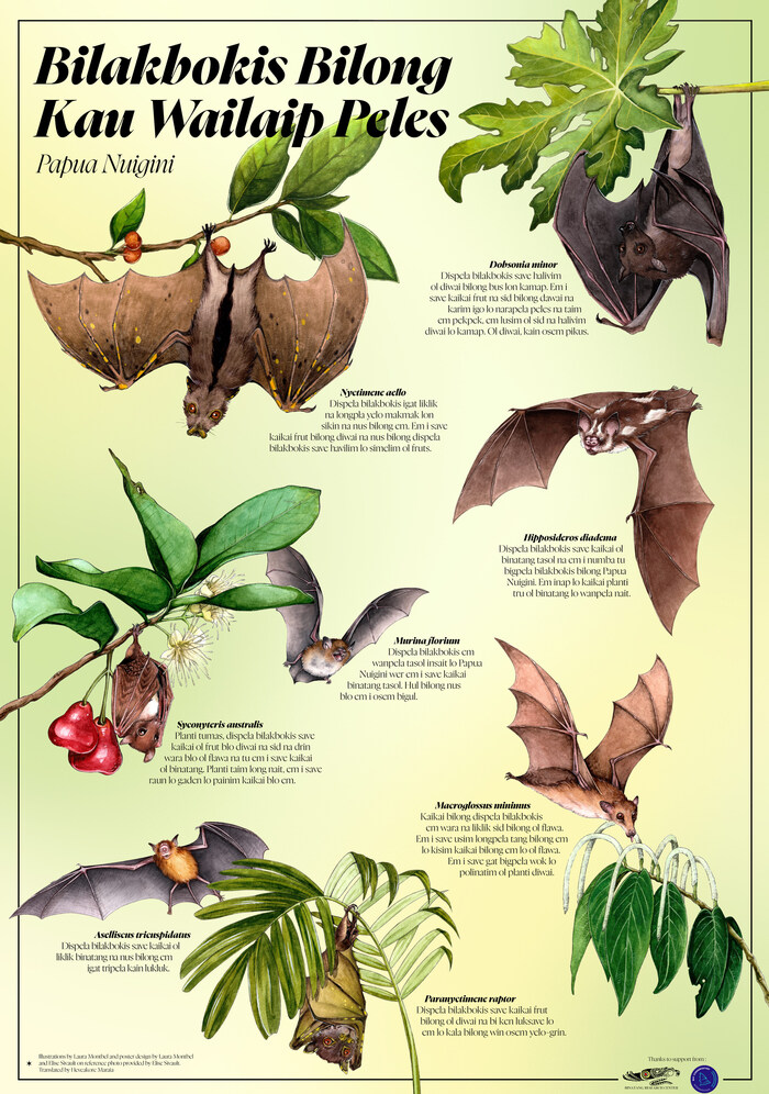 Bats of Kau Wildlife Area – Tok Pisin poster