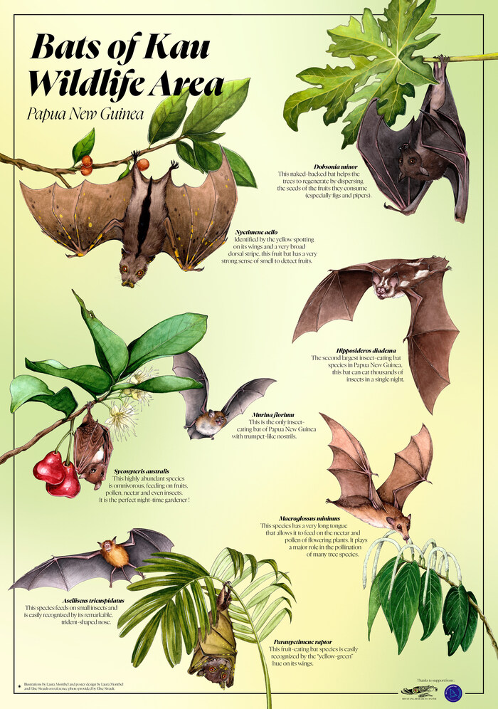 Bats of Kau Wildlife Area – English poster