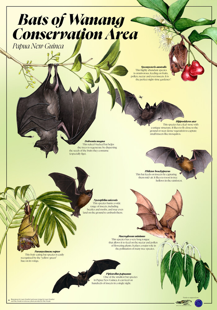 Bats of Wanang Conservation Area – English poster