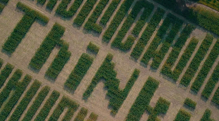 A close-up drone shot, showing the rows of corn.