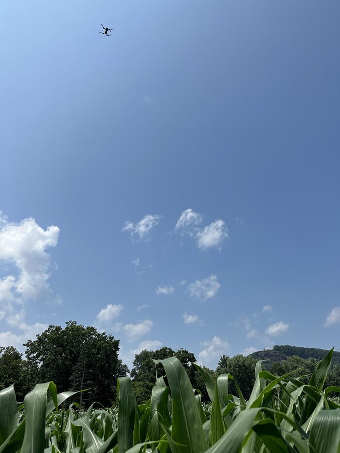 Our view of the drone, hovering over the cornfield. Sugarloaf Mountain is visible in the distance.