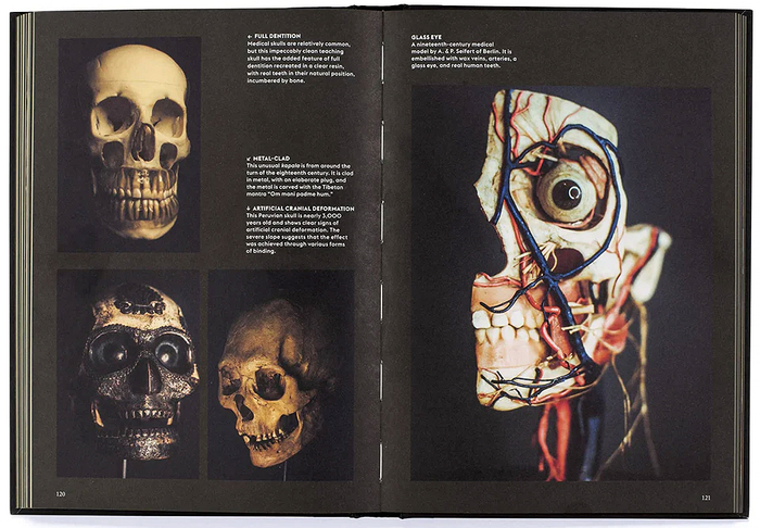 Skulls: Portraits of the Dead and the Stories They Tell 4