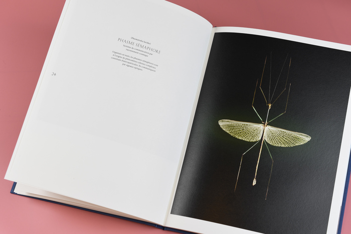 Auctus Animalis by Vincent Fournier &amp; Sebastian Gaxie 10