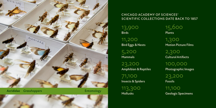 Nature Museum visual identity 23