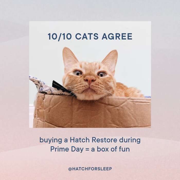 Hatch 11