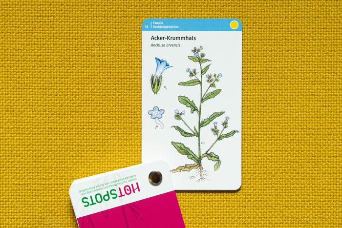 Ackerflora species guide 4