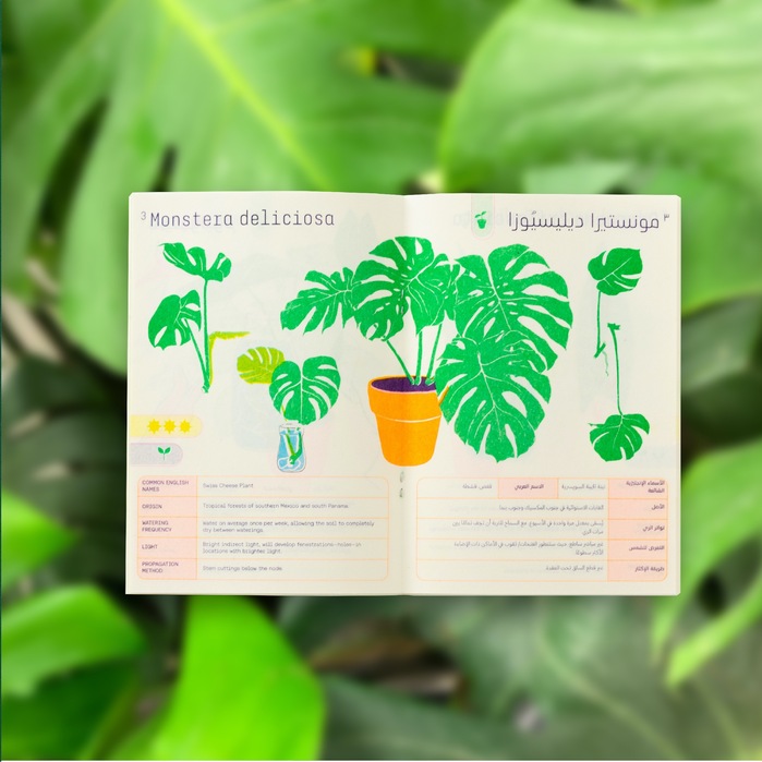 A Simple Guide: House Plants 2