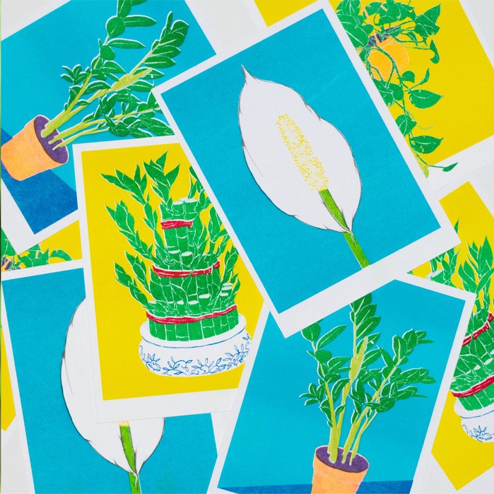 A Simple Guide: House Plants 3