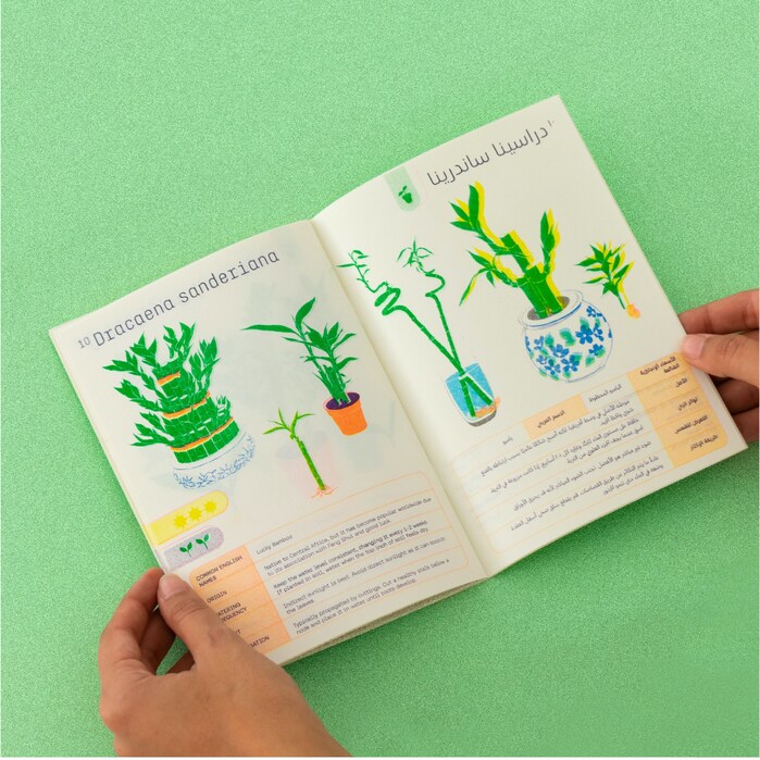 A Simple Guide: House Plants 4