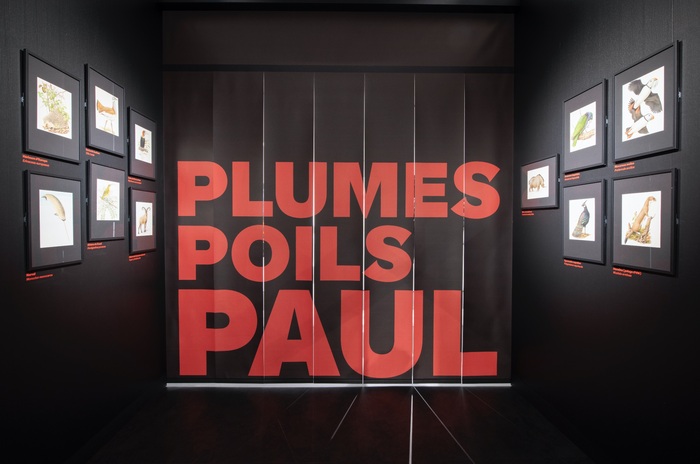 Plumes, Poils, Paul exhibition at MUZOO 4