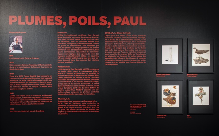 Plumes, Poils, Paul exhibition at MUZOO 6