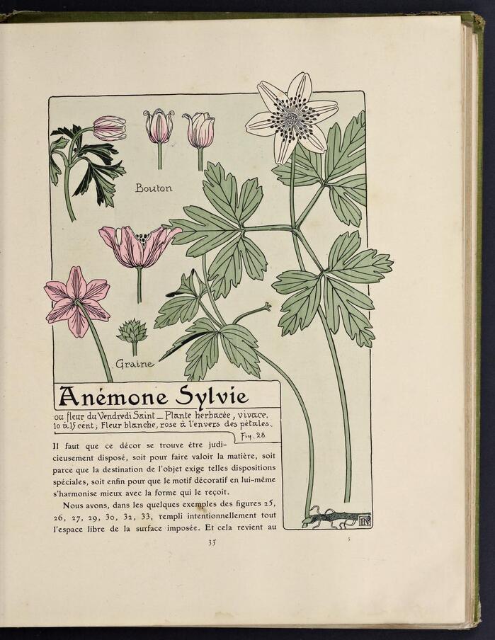 Étude de la plante by M.P.&nbsp;Verneuil 3