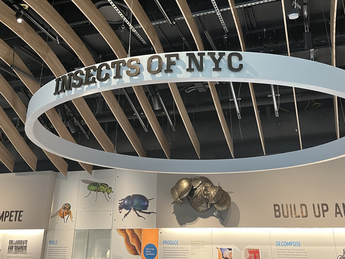 The Insectarium at the American Museum of Natural History 3