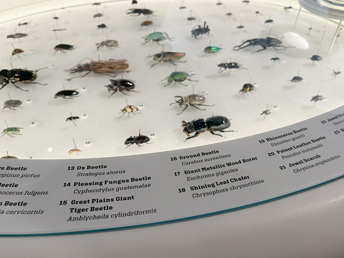 The Insectarium at the American Museum of Natural History 5