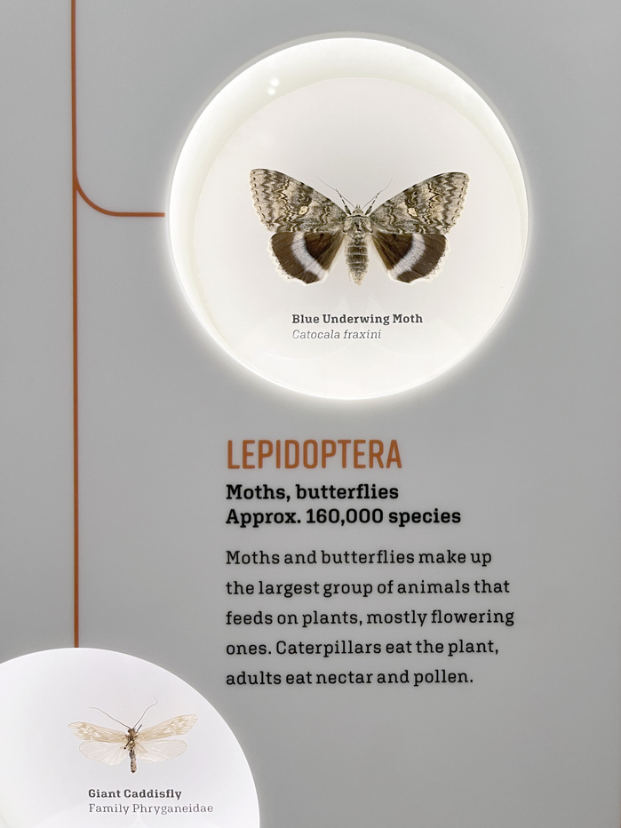 The Insectarium at the American Museum of Natural History 8