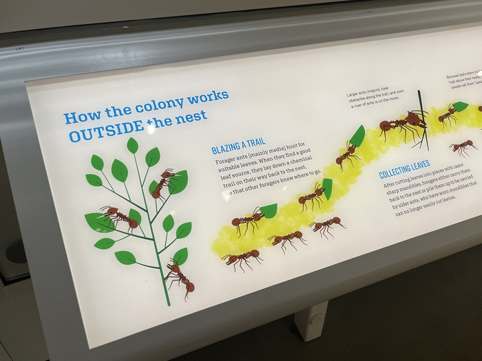 The Insectarium at the American Museum of Natural History 6