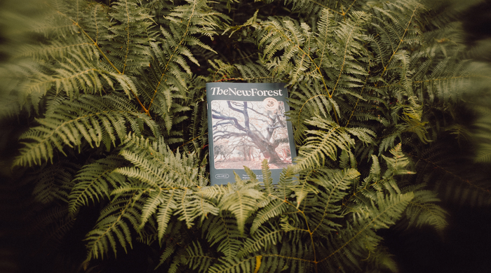 The New Forest 2