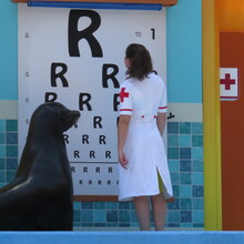 <span>Sea Lion High</span>