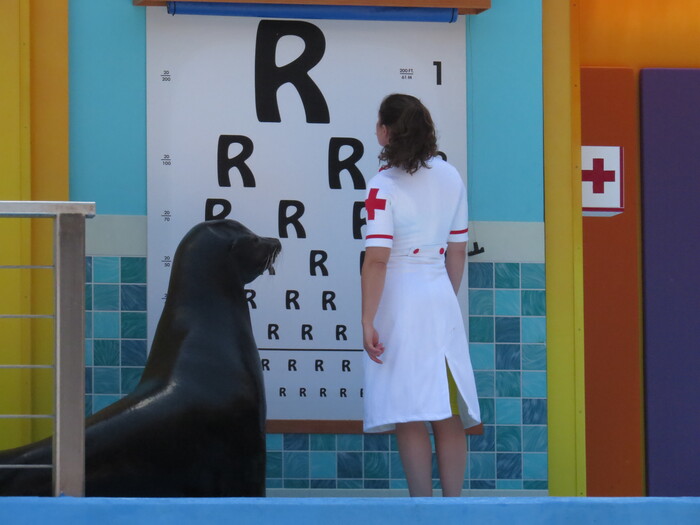 Sea Lion High 1