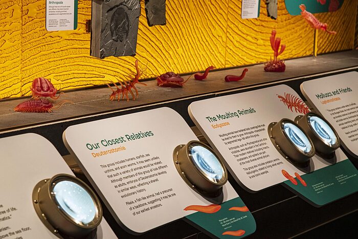 First Life: The Origin of Biodiversity exhibit at Royal Tyrrell Museum 6