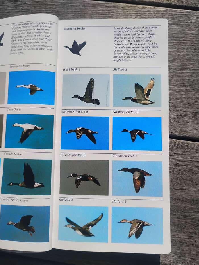 On pages where rules are separated by images or multiple lines of text, the text does look as if it is hung from the rule above.