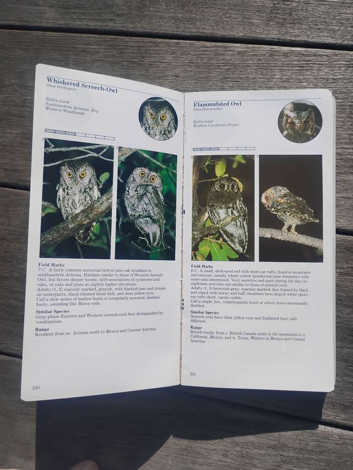 No elements of the layouts for recto and verso pages are mirrored. Instead, each page is uniformly designed as if it was a verso page with the page number always placed on a page’s bottom left.