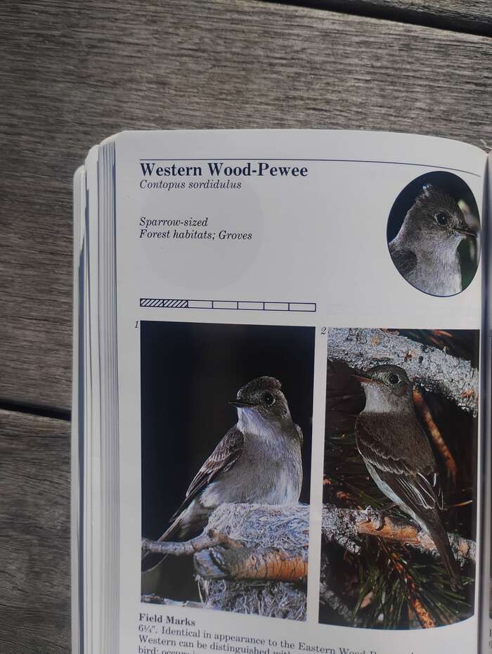 A quite obvious example of the book’s kerning issues