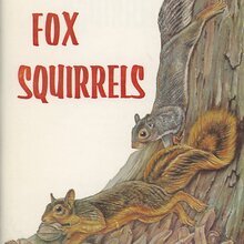 <cite>Gray and Fox Squirrels</cite> by John Madson